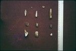 Incised shell fragments and other artifacts from archaeological site, Moorea