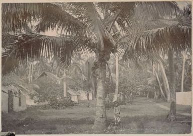 Boys collecting coconuts. From the album: Cook Islands