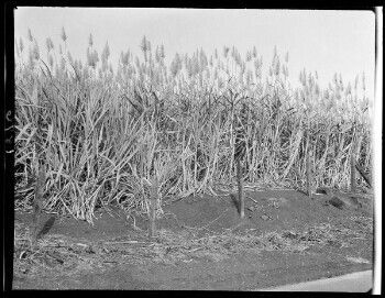 Sugarcane