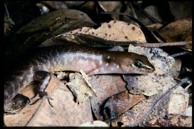 Kanakysaurus viviparus
