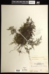 Hymenophyllum javanicum