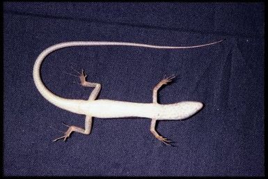 Lioscincus vivae