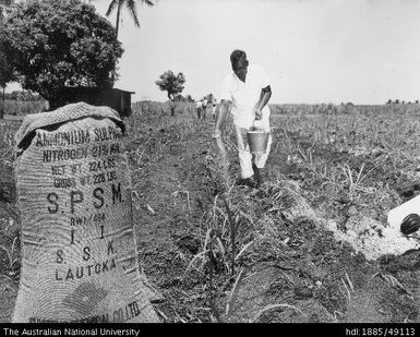 Applying SPSM (South Pacific Sugar Mill) fertiliser