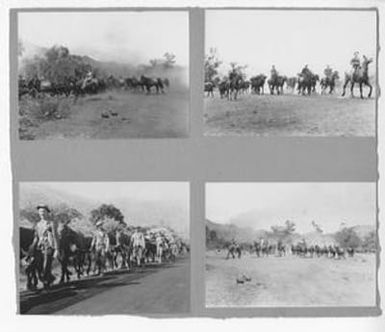 [Soldiers Transporting Mules]