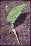 Western Highlands: young taro plant