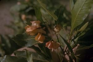[Unidentified peach-colored flowering plant close-up from Wiliwilinui Ridge, United States]