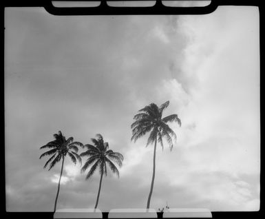 Coconut Palm trees, Fiji