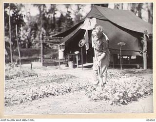 TOROKINA, BOUGAINVILLE, 1945-07-16. LT-COL D. ZACHARIN, COMMANDING OFFICER, 106 CASUALTY CLEARING STATION, AT WORK IN HIS GARDEN
