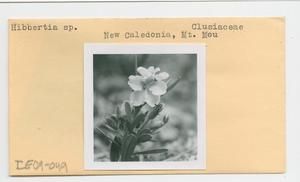 [Hibbertia in New Caledonia, envelope IE09-049]