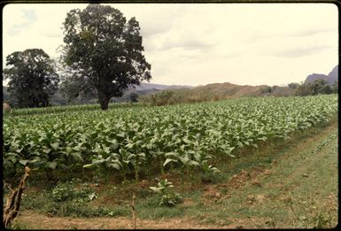 Tobacco field in Fiji, 1971