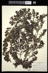 Sargassum polycystum