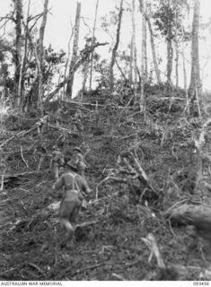 WEWAK AREA, NEW GUINEA, 1945-06-27. A PATROL OF C COMPANY, 2/8 INFANTRY BATTALION, MOVING INTO POSITION UP THE SIDE OF MOUNT SHIBURANGU DURING THE FINAL ASSAULT ON HEAVILY DEFENDED JAPANESE ..