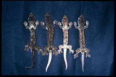 Mniarogekko chahoua