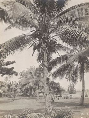 Man climbing a palm tree. From the album: Photographs of Apia, Samoa