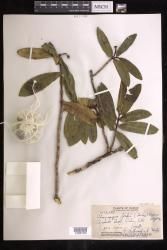 Euphorbia rockii