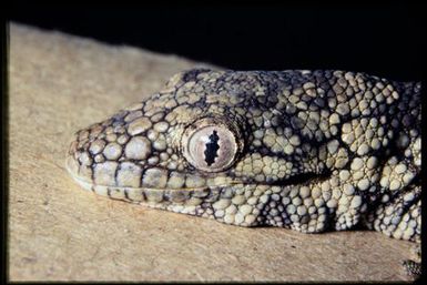 Eurydactylodes agricolae