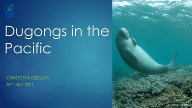 Dugongs in the Pacific