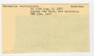 [Boronella verticillata in New Caledonia, envelope IE41-197]