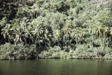 French Polynesia, jungle forest on water's edge