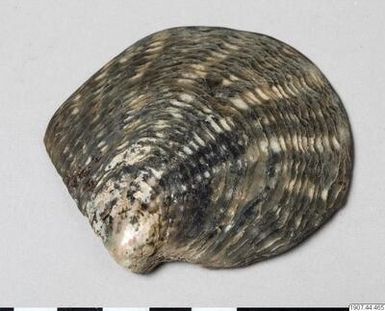 ["mussla, shell", "mussla, shell"]