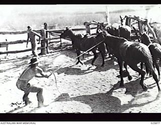 PORT MORESBY, PAPUA, 1942-07-11. AUSTRALIAN LIGHT HORSEMEN AGAIN. REVIVING THE AUSTRALIAN TRADITION OF FINE HORSEMANSHIP BUILT BY THE FAMOUS LIGHT HORSEMEN OF THE LAST WAR, AN AUSTRALIAN LIGHT ..