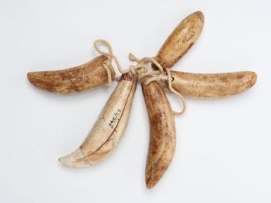 Sperm whale tooth