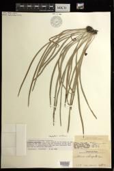 Haplopteris ensiformis