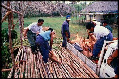 Food for ear piercing ceremony, Niue