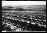 View of pineapple fields near Wahiawa, Hawaii, ca.1926