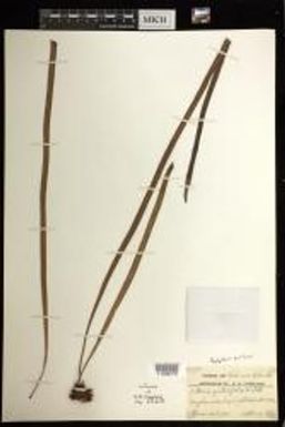 Haplopteris ensiformis