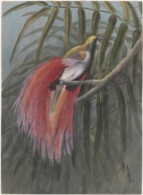 Goldie's bird of paradise (Paradisaea decora), Papua New Guinea, 1917 / Ellis Rowan