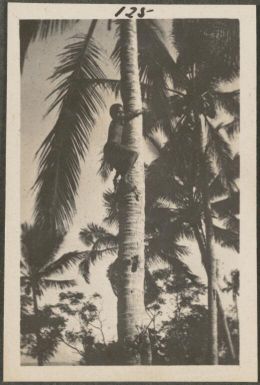 Young Papuan man climbing a coconut palm, New Britain Island, Papua New Guinea, approximately 1916