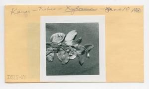 [Xylosma in Hawaii, envelope IE25-071]