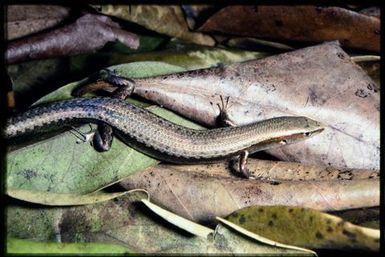 Caledoniscincus austrocaledonicus