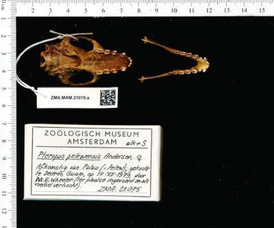 Pteropus pelewensis skull