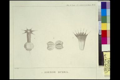 Aseroe rubra : Araignée que les Calédoniens mangent / Piron delineavit ; Dien scripsit