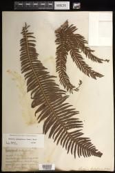 Sadleria souleyetiana