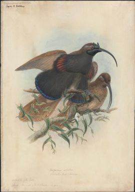 Drepanornis albertisi, D'Albertis' bird of paradise, original by John Gould [William Matthew Hart]