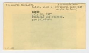[Araucaria muelleri in New Caledonia, envelope IE41-106]