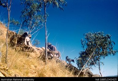 Echidna hunt