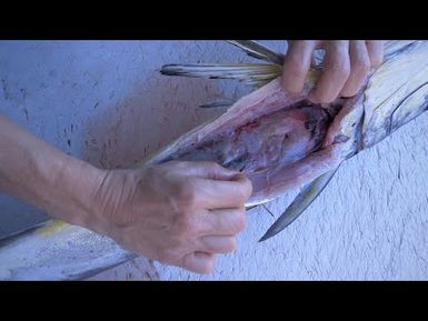 How to identify and extract organs from a mahi mahi