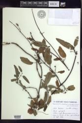 Stigmaphyllon angustifolium