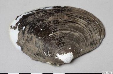 ["mussla, shell", "mussla, shell"]