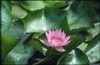 Single purple water lily