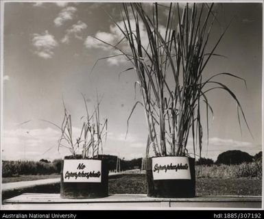 Superphosphate experiment on cane