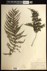 Callistopteris apiifolia