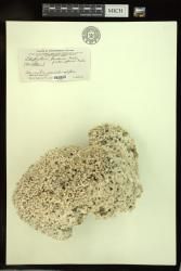 Lithophyllum gardineri