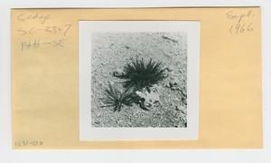 [Sedge in Hawaii, envelope IE31-026]
