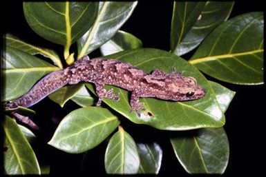 Gecko sp.