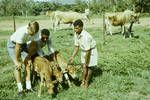 AIS [Australian Illawarra Shorthorn] calves, Port Moresby, 1964